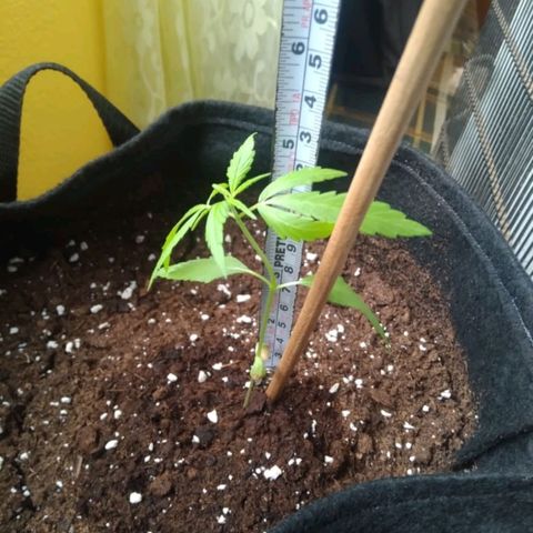 CHALUPAS growlog photo: La planta se encuentra sana, hasta ahora mide 12 cm 
Se puede notar que las primeras hojas ( cotiledones) se están secando 