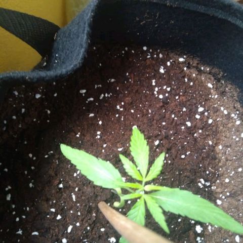 CHALUPAS growlog photo: La planta se encuentra relativamente bien, le siguen saliendo las hojas folioladas.
La coloración de las hojas es verde 
El riego es de aproximadamente 25ml al día 
Aún no se le saca a exposición al sol, sigue siendo una planta de interiores 