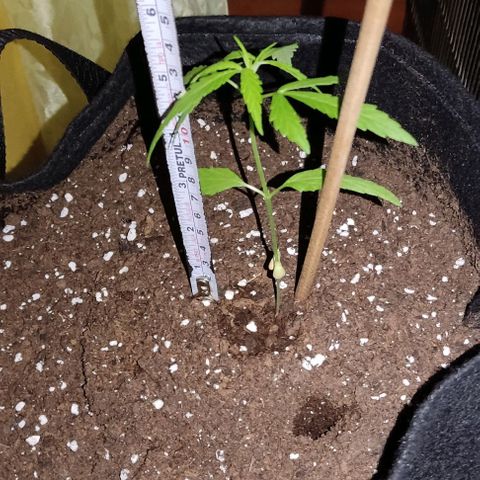CHALUPAS growlog photo: La plantita de encuentra en buen estado 
Aproximadamente mide 13.5 cm 
Cómo se puede observar los cotiledones se han ido secando 
Pero las hojas no presentan ninguna complicación 
El riego se lo está haciendo mediante un atomizador, aproximadamente 25 ml diariamente 
Aún se le mantiene a la planta al interior de la casa 