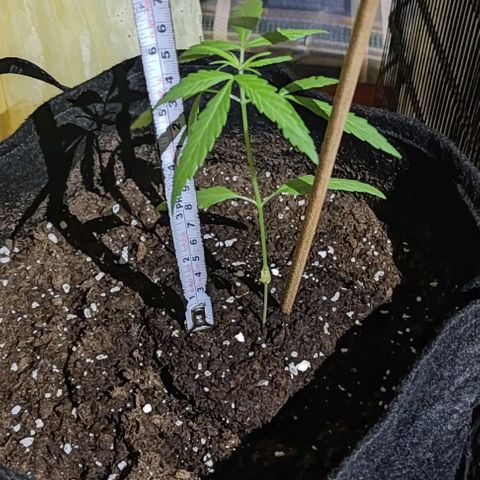 CHALUPAS growlog photo: Los cotiledones de la parte baja se han secado completamente 
El riego es de 25ml aproximadamente 
La planta mide 15 cm 
No se han presentado dificultades en cuanto a nutrición y plagas
Aún no se le ha sacado para que reciba el sol directamente, es decir, sigue siendo una planta de interiores