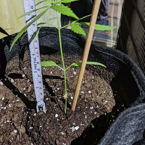 CHALUPAS growlog photo: Siguen apareciendo más cogollos en la planta 
En esta semana se le colocará otro tutor alado debido a que la planta ya está grande 
Sigue siendo una planta de interiores 
El riego diario es de aproximadamente 25 ml 
La planta no presenta complicaciones en cuanto a deficiencia oplagas 