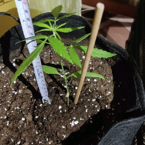CHALUPAS growlog photo: Siguen apareciendo más cogollos en la planta 
En esta semana se le colocará otro tutor alado debido a que la planta ya está grande 
Sigue siendo una planta de interiores 
El riego diario es de aproximadamente 25 ml 
La planta no presenta complicaciones en cuanto a deficiencia oplagas 