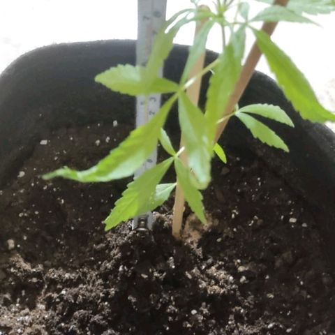 CHALUPAS growlog photo: Toma de Medida de chalupa  19 cm aproximadamente 