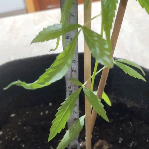 CHALUPAS growlog timeline photo
