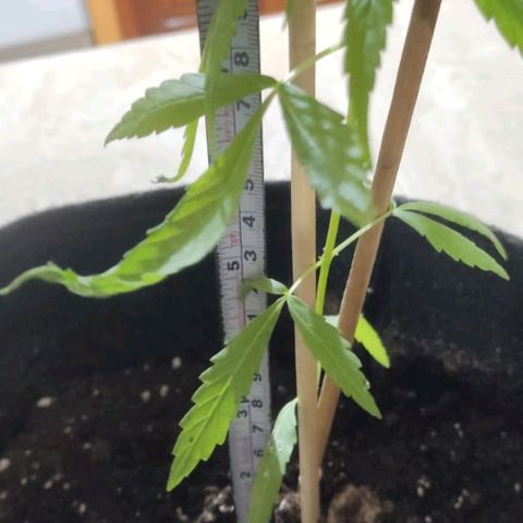CHALUPAS growlog photo: Toma de medida de chalupa 21 cm aproximadsmente, regado de 500ml de agua 