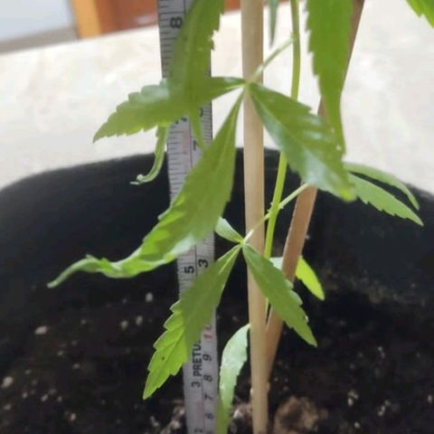 CHALUPAS growlog photo: Toma de nedida de la planta de chalupa 22 cm 