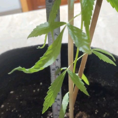 CHALUPAS growlog photo: Toma de medida de planta de chalupa 22cm aproximadamente, regado con 500 ml de agua.