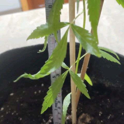 CHALUPAS growlog photo: La planta aproximadamente mide 23cm 
Se encuentra sana 
Y se ha procedido ha exponer más  horas al sol 
Además,  se cubre con una cámara hecha con un recipiente más  grande para que directamente no le causen daños los rayos del sol, y por precaución  a ser comidos por los animales de la granja 
La planta muestra brotaciones de yemas 
Se ha colocado además otro tutor para que la anta siga erguida