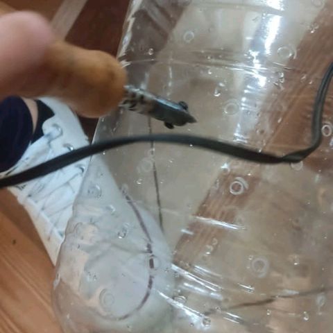 CHALUPAS growlog photo: La planta aproximadamente mide 23cm 
Se encuentra sana 
Y se ha procedido ha exponer más  horas al sol 
Además,  se cubre con una cámara hecha con un recipiente más  grande para que directamente no le causen daños los rayos del sol, y por precaución  a ser comidos por los animales de la granja 
La planta muestra brotaciones de yemas 
Se ha colocado además otro tutor para que la anta siga erguida