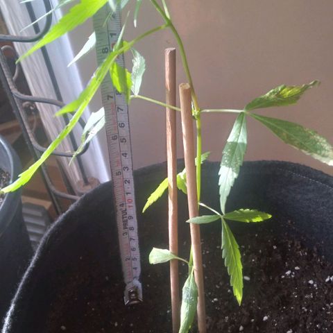 CHALUPAS growlog photo: Toma de medida de planta de chalupa (24 cm ) aproximadamente