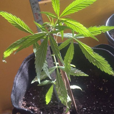 CHALUPAS growlog photo: Toma de medida de planta de cannabis 25 cm aproximadamente, adicional regado de agua 