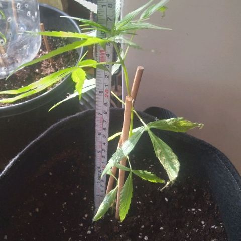 CHALUPAS growlog photo: Toma de medida de planta de canales 26.5 cm aproximadamente.