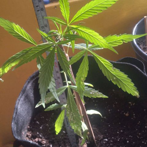 CHALUPAS growlog photo: Toma de medida de planta de cannabis 27 cm aproximadamente 