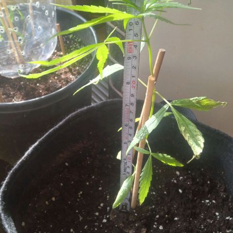 CHALUPAS growlog photo: Medición de planta de cannabis 17.5 cm de altura 