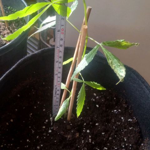 CHALUPAS growlog photo: Toma de medidas planta de cannabis 28 cm de altura