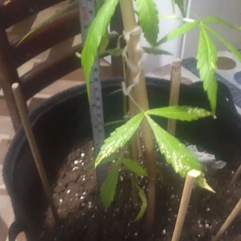 CHALUPAS growlog photo: Toma de medida de planta de cannabis  y regado 