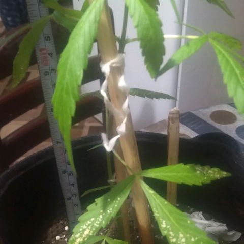 CHALUPAS growlog photo: Toma de medida de planta de cannabis 29 cm aproximadamente y regado 
