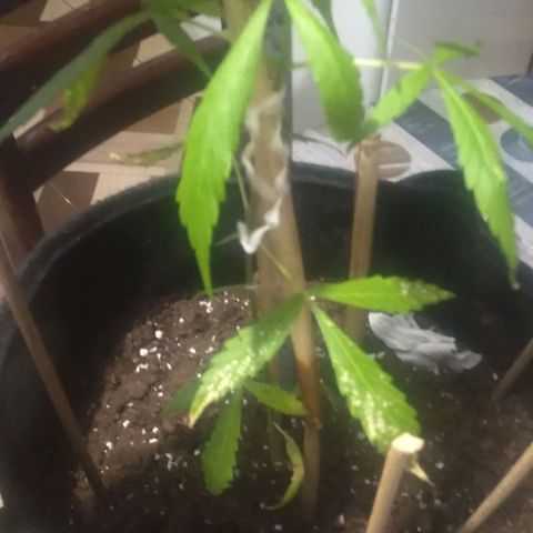 CHALUPAS growlog photo: Toma de medida de planta de cannabis 29.5 cm aproximadamente 
