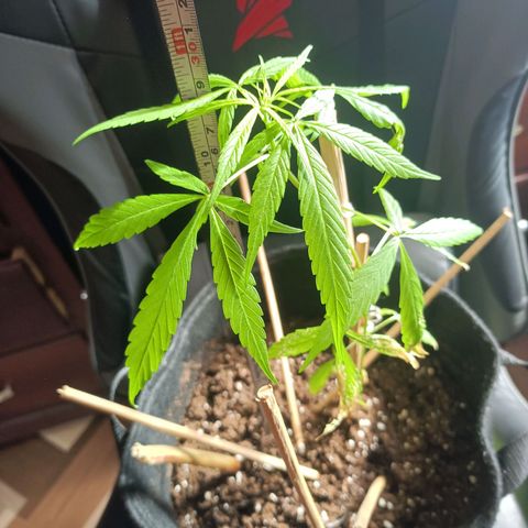 CHALUPAS growlog photo: Toma de medida de planta de cannabis y respectivo regado 