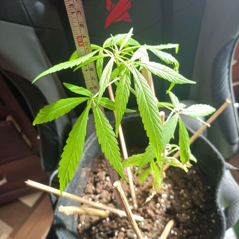 CHALUPAS growlog photo: Toma de medida de planta de cannabis 30 cm