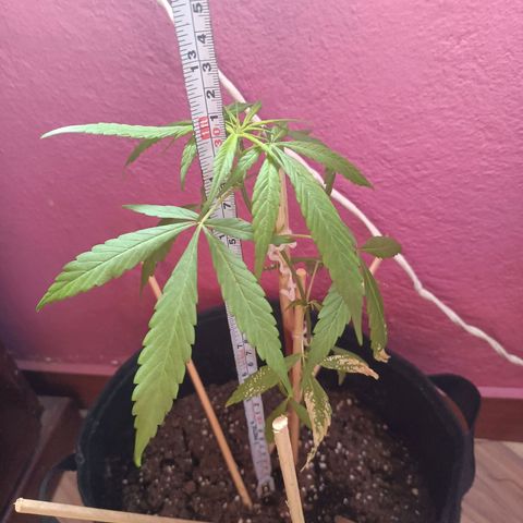 CHALUPAS growlog photo: Toma de medida planta de cannabis 31 cm aprimadamente y respectivo regado 