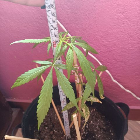 CHALUPAS growlog photo: Toma de medida de planta de cannabis el día de hoy se la coloco de 8 am a 12 pm fuera de la casa para que capte de mejor manera la luz solar 