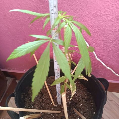 CHALUPAS growlog photo: Toma de medida de planta de cannabis 32 cm aproximadamente y regado correspondiente 