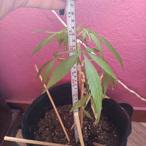 CHALUPAS growlog photo: Toma de medida planta de cannabis 34 cm aproximadamente, la planta está próxima a su etapa de floración.