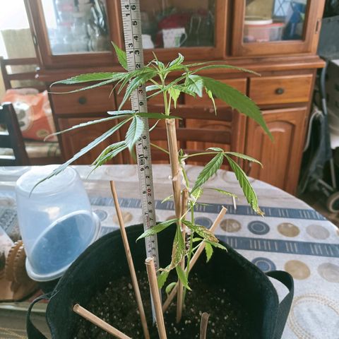 CHALUPAS growlog photo: Toma de medidas de planta de cannabis 32 cm de altura, regado 