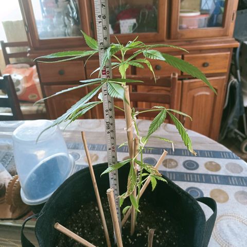 CHALUPAS growlog photo: Toma de medidas de planta de cannabis 33 cm aproximadamente