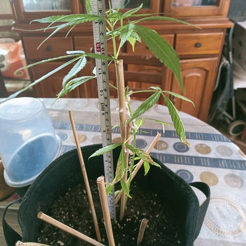 CHALUPAS growlog photo: Toma de medidas de planta de cannabis 34 cm de altura