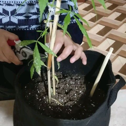CHALUPAS growlog photo: Poda de planta de cannabis debido a daños causados por expocicion al sol, sim embargo la planta se encuentra en buen estado porque las yemas están sanas.