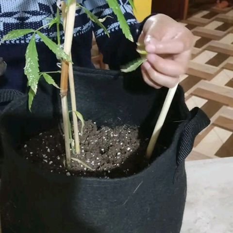 CHALUPAS growlog photo: Poda de planta de cannabis debido a daños causados por expocicion al sol, sim embargo la planta se encuentra en buen estado porque las yemas están sanas.