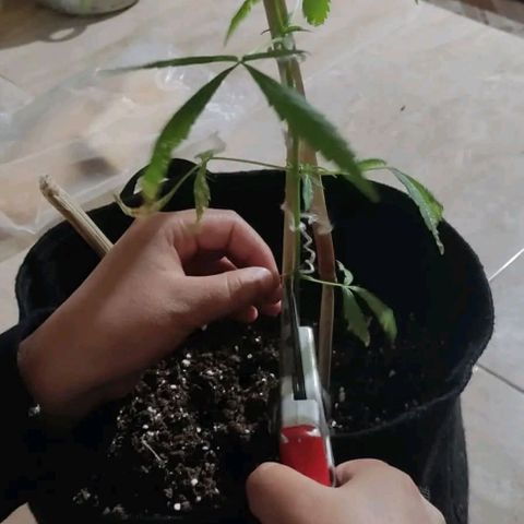CHALUPAS growlog photo: Poda de planta de cannabis debido a daños causados por expocicion al sol, sim embargo la planta se encuentra en buen estado porque las yemas están sanas.