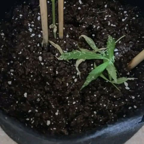CHALUPAS growlog photo: Poda de planta de cannabis debido a daños causados por expocicion al sol, sim embargo la planta se encuentra en buen estado porque las yemas están sanas.