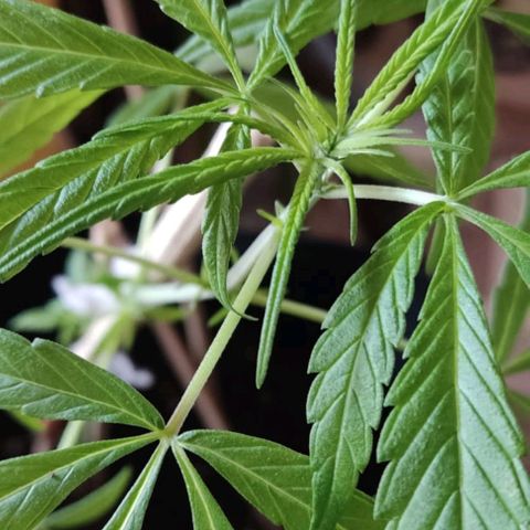 CHALUPAS growlog photo: Toma de medidas planta de cannabis 36 cm aproximadamente, y respectivo regado 