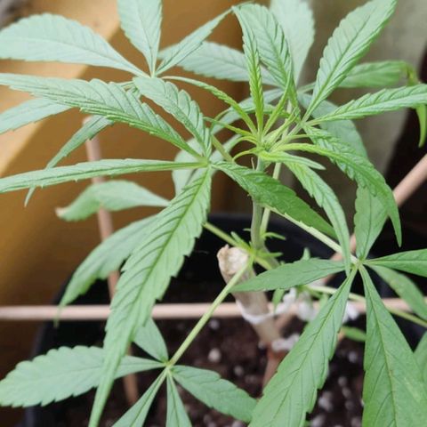 CHALUPAS growlog photo: Toma de medidas planta de cannabis 36 cm aproximadamente, y respectivo regado 