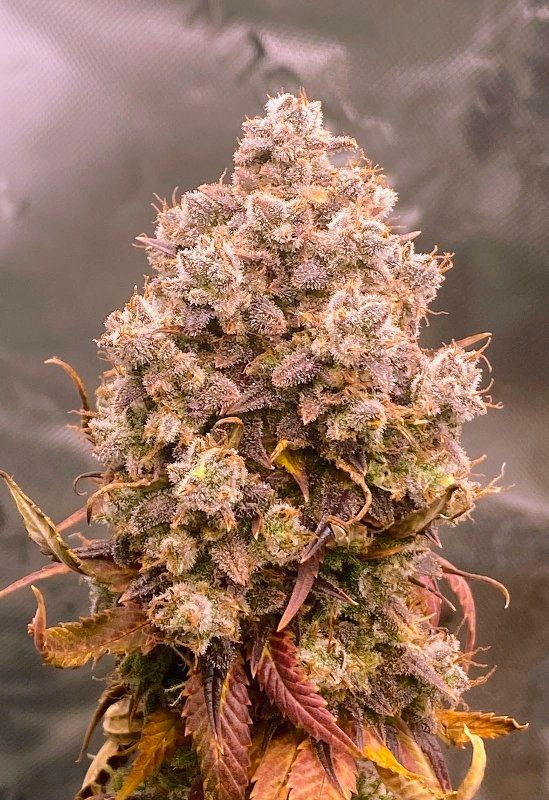 Avatar von PurpleGarden