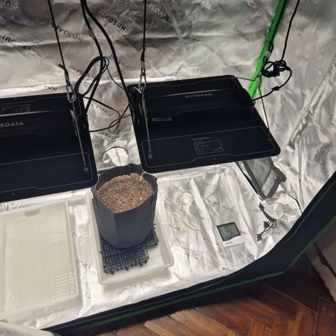Carmella growlog timeline photo