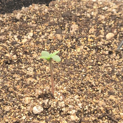 Carmella growlog photo: Carmella apareceu 💚