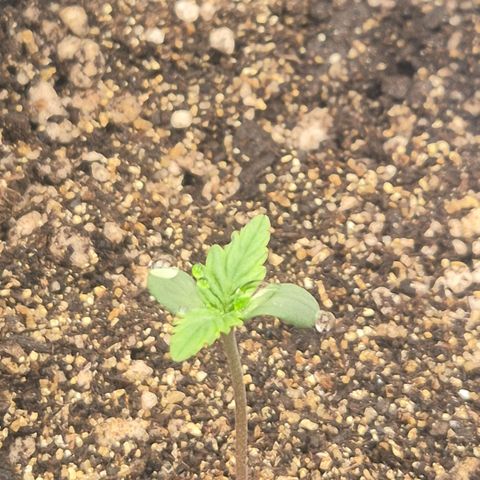 Carmella growlog photo: Adicionado um copo na tentativa de melhorar o percentual de umidade. 
Deu certo 😊