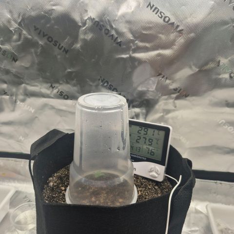 Carmella growlog timeline photo