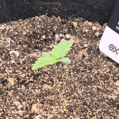 Carmella growlog timeline photo