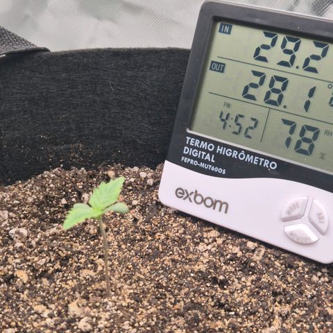 Carmella growlog photo: Umidade bem mais alta durante a madrugada (esperado e bem vindo)

Folhas desenvolvendo bem

Terra se mantém úmida por mais de 24h