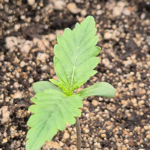 Carmella growlog timeline photo