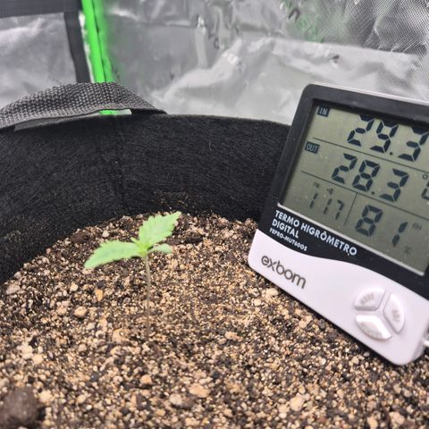 Carmella growlog photo: Umidade de madrugada bateu os 100% - abanando imediatamente desceu. Precisa de um ventilador urgente