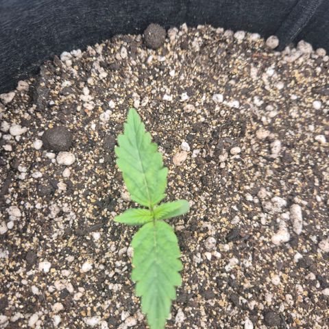 Carmella growlog timeline photo
