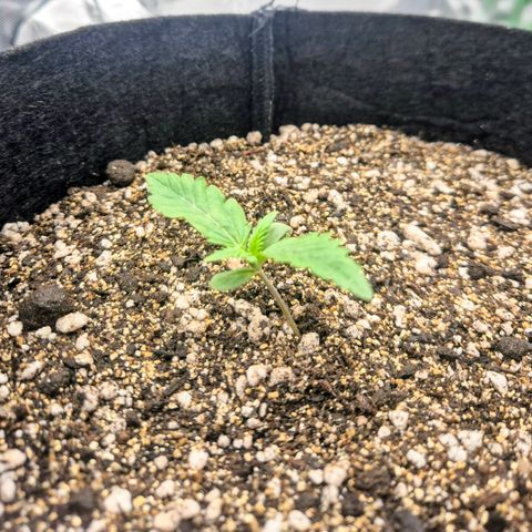 Carmella growlog timeline photo