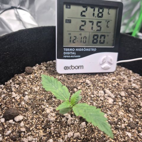 Carmella growlog timeline photo