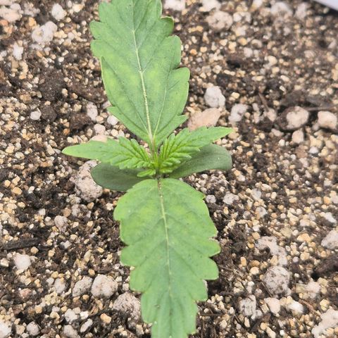 Carmella growlog timeline photo